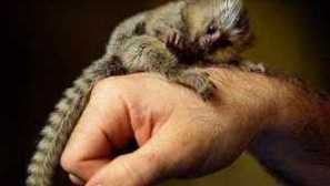 Meshness - najmenšia opica